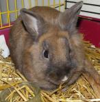 Lapin_nain_tete_de_lion