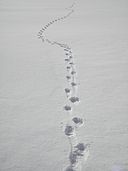 Animal_tracks_on_snow_(probably_dog_tracks)